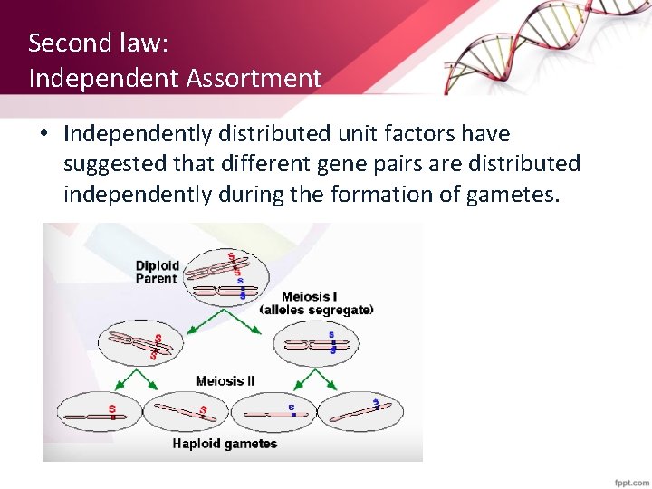 Second law: Independent Assortment • Independently distributed unit factors have suggested that different gene