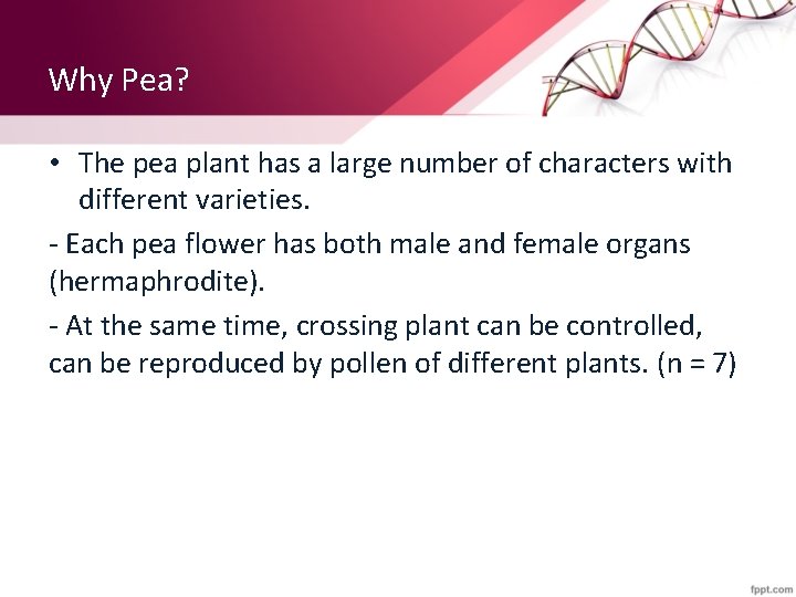 Why Pea? • The pea plant has a large number of characters with different