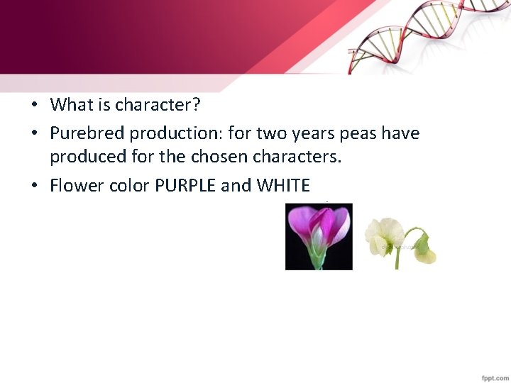  • What is character? • Purebred production: for two years peas have produced