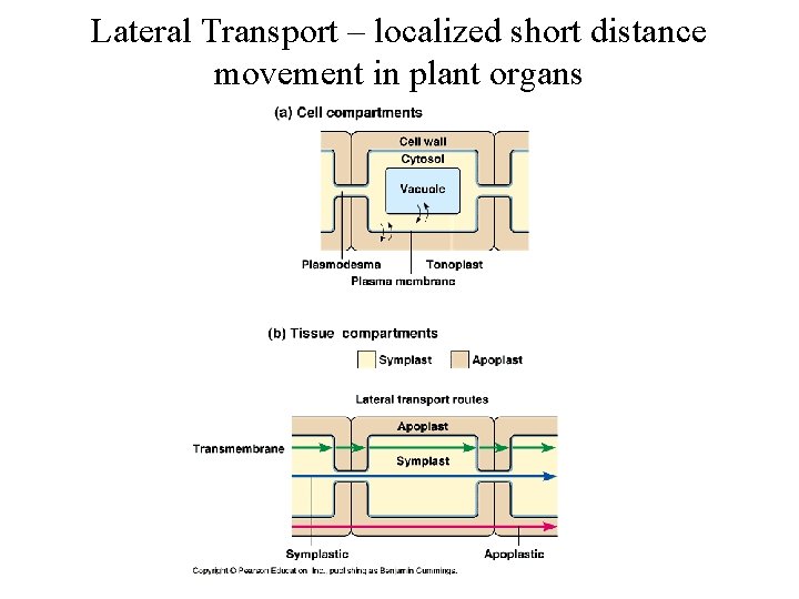 Lateral Transport – localized short distance movement in plant organs 