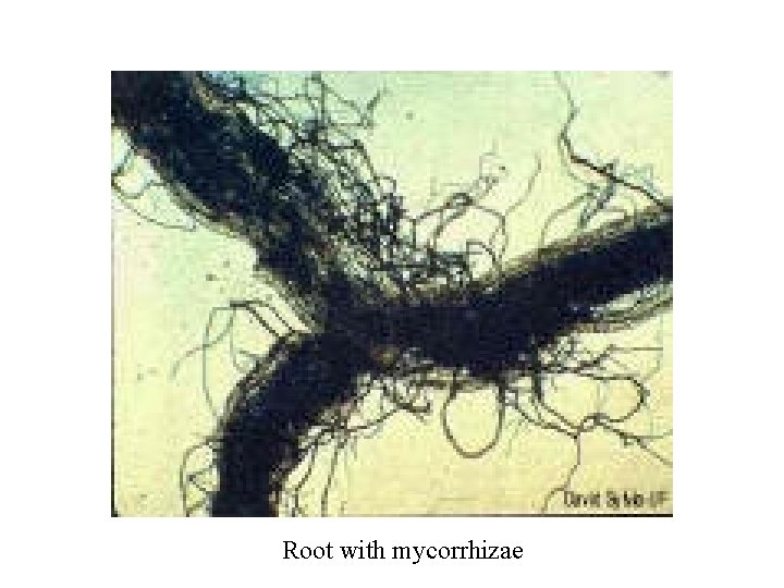 Root with mycorrhizae 