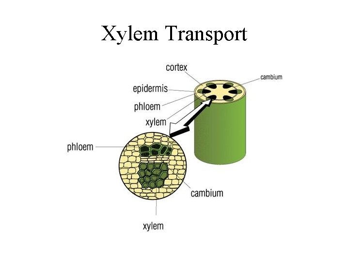 Xylem Transport 