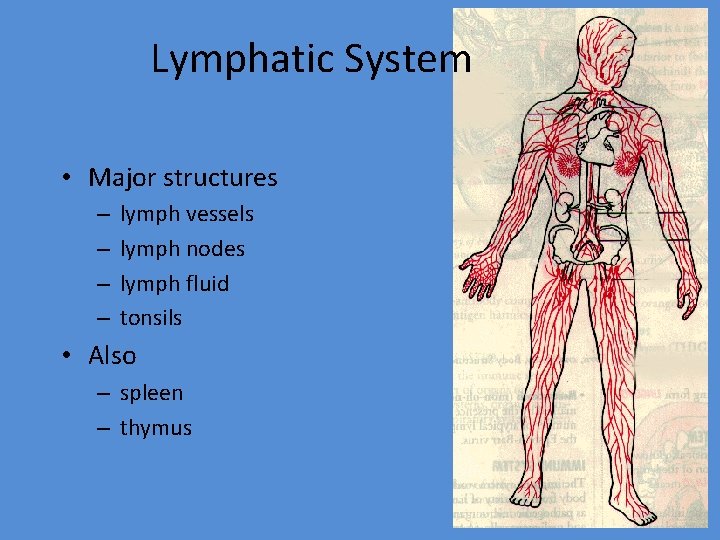 Lymphatic System • Major structures – – lymph vessels lymph nodes lymph fluid tonsils