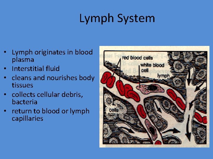Lymph System • Lymph originates in blood plasma • Interstitial fluid • cleans and