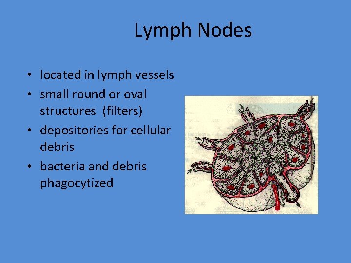Lymph Nodes • located in lymph vessels • small round or oval structures (filters)