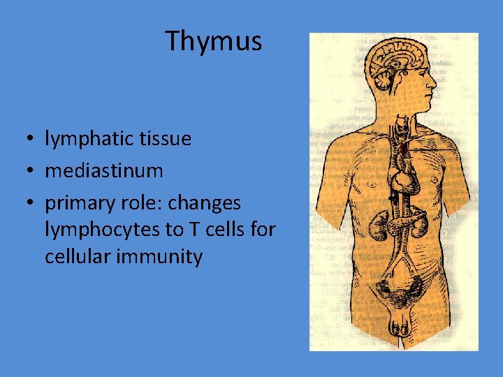 Thymus • lymphatic tissue • mediastinum • primary role: changes lymphocytes to T cells