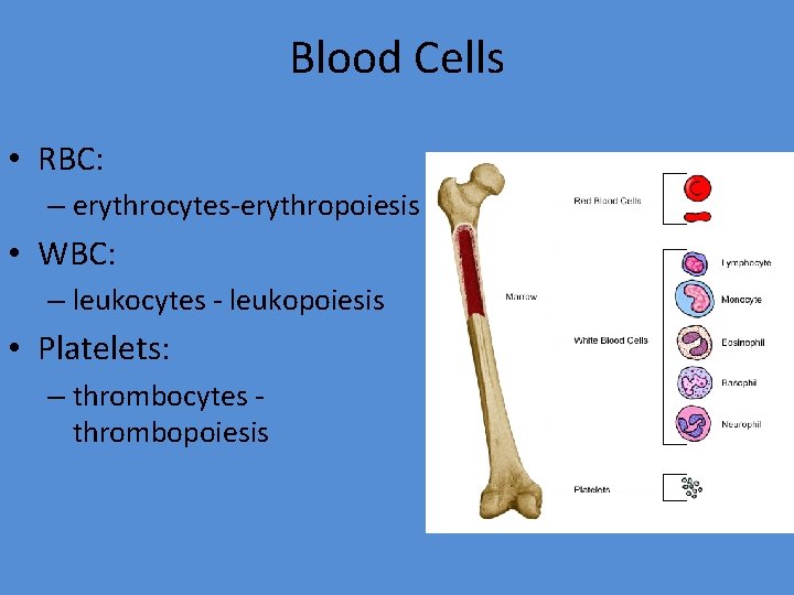 Blood Cells • RBC: – erythrocytes-erythropoiesis • WBC: – leukocytes - leukopoiesis • Platelets:
