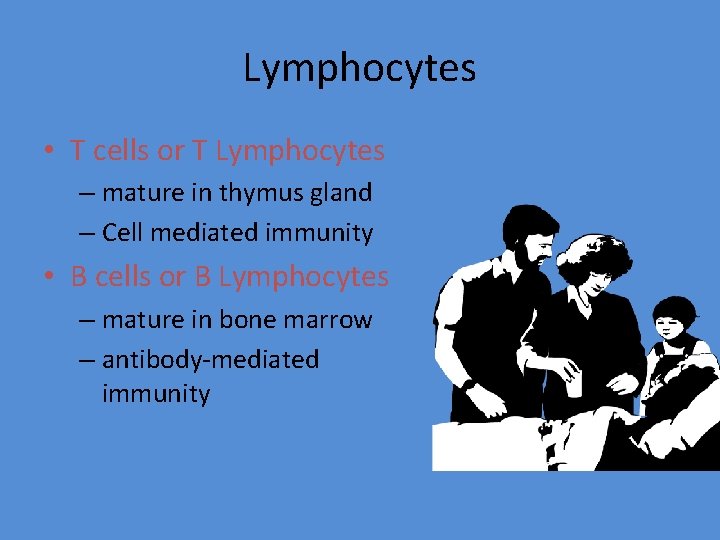 Lymphocytes • T cells or T Lymphocytes – mature in thymus gland – Cell