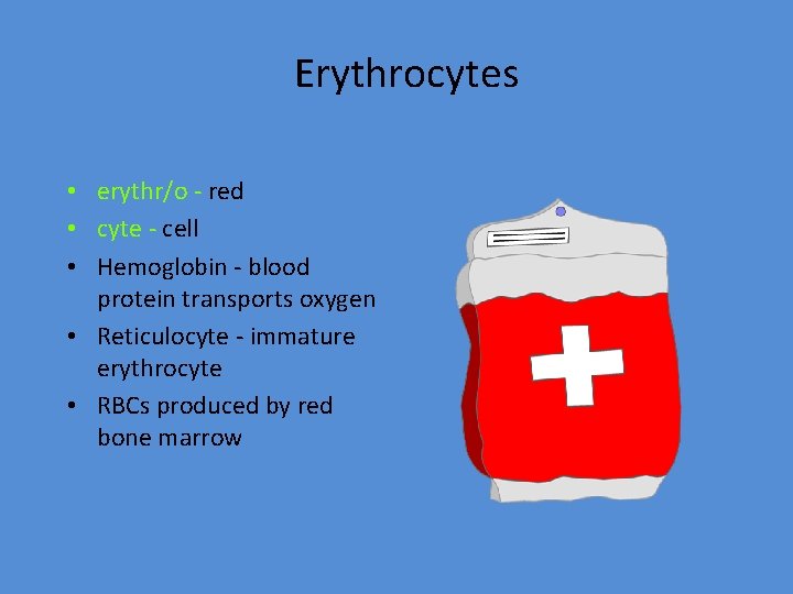 Erythrocytes • erythr/o - red • cyte - cell • Hemoglobin - blood protein