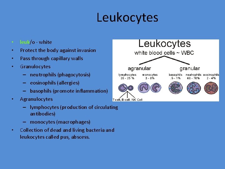 Leukocytes • • • leuk/o - white Protect the body against invasion Pass through