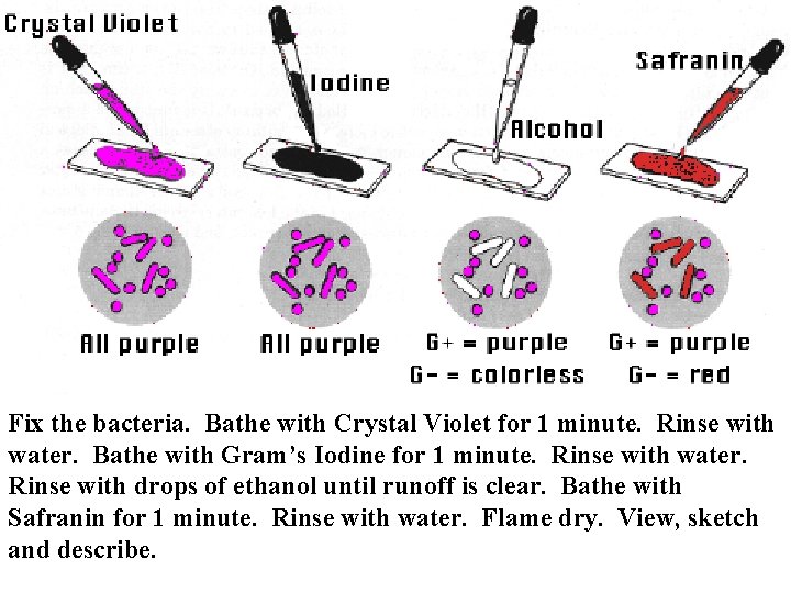 Fix the bacteria. Bathe with Crystal Violet for 1 minute. Rinse with water. Bathe