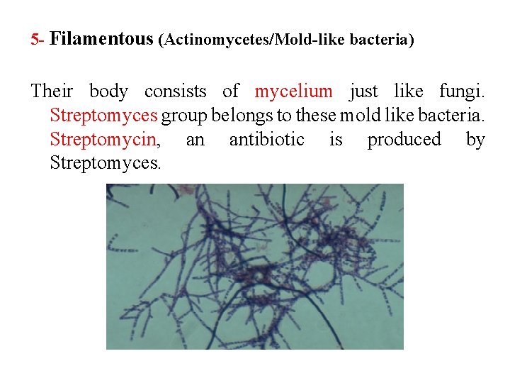 5 - Filamentous (Actinomycetes/Mold-like bacteria) Their body consists of mycelium just like fungi. Streptomyces