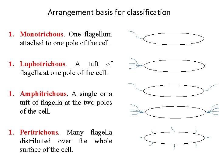 Arrangement basis for classification 1. Monotrichous. One flagellum attached to one pole of the