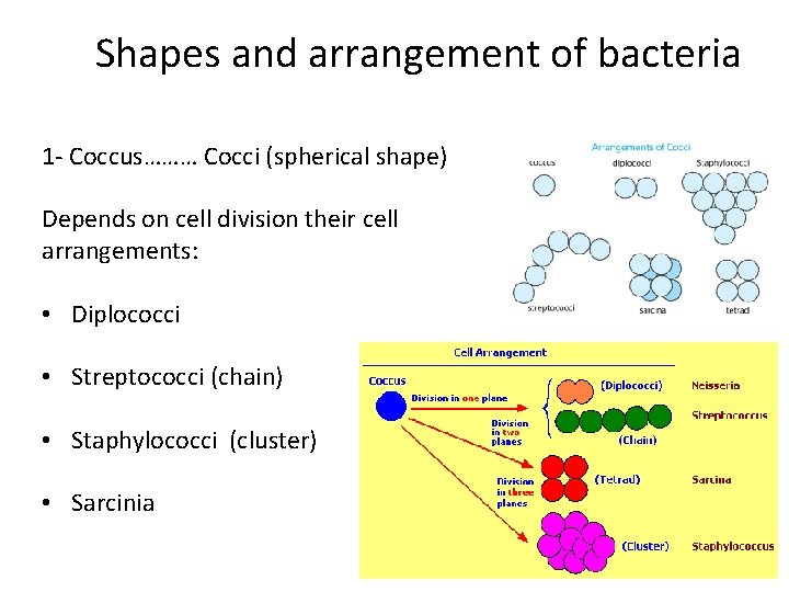 Shapes and arrangement of bacteria 1 - Coccus……… Cocci (spherical shape) Depends on cell