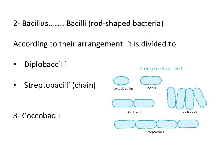 2 - Bacillus……. . Bacilli (rod-shaped bacteria) According to their arrangement: it is divided