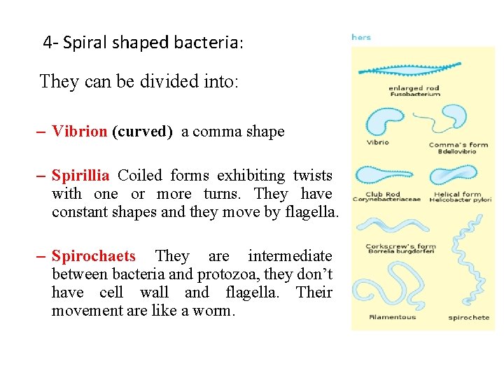 4 - Spiral shaped bacteria: They can be divided into: – Vibrion (curved) a
