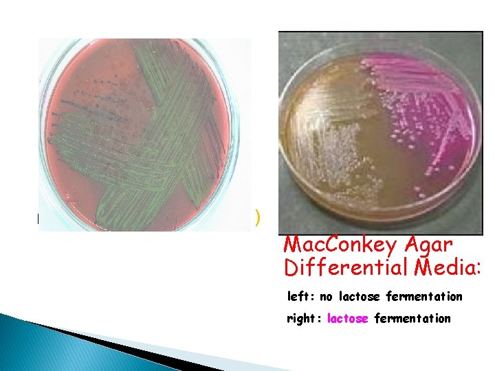 metalic green on ( EMB ) Mac. Conkey Agar Differential Media: left: no lactose