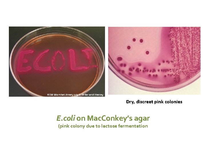 Dry, discreet pink colonies E. coli on Mac. Conkey’s agar (pink colony due to