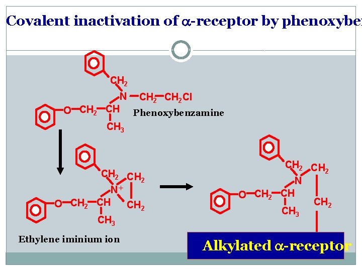 Covalent inactivation of a-receptor by phenoxyben CH 2 O CH 2 N CH 2
