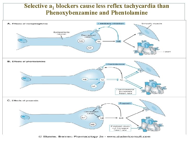 Selective a 1 blockers cause less reflex tachycardia than Phenoxybenzamine and Phentolamine 