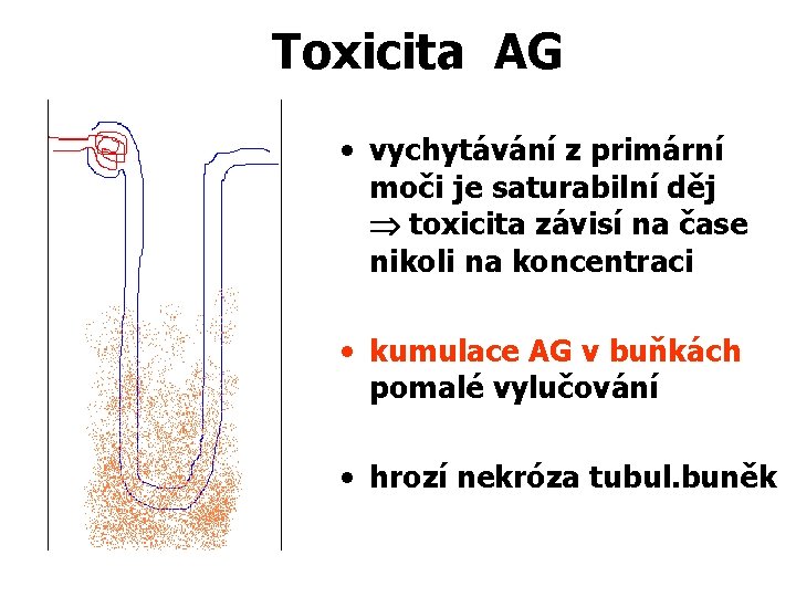 Toxicita AG • vychytávání z primární moči je saturabilní děj toxicita závisí na čase