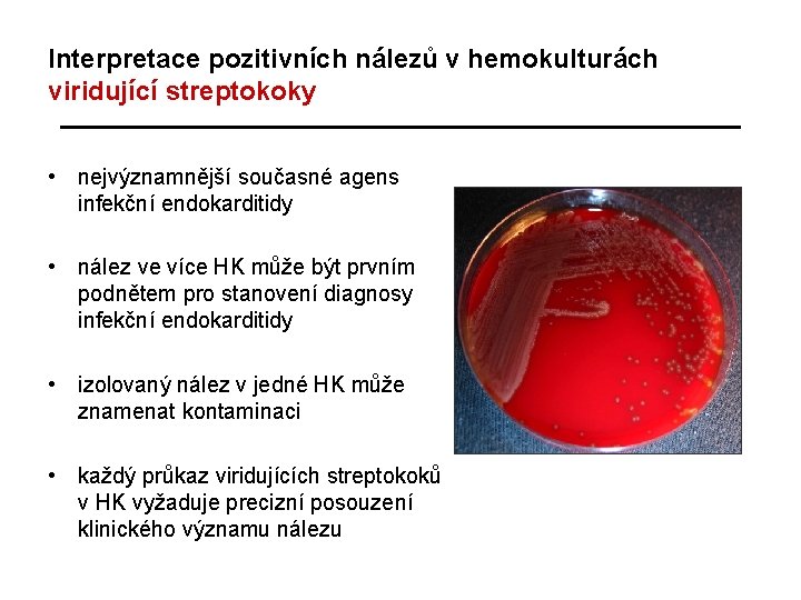 Interpretace pozitivních nálezů v hemokulturách viridující streptokoky • nejvýznamnější současné agens infekční endokarditidy •