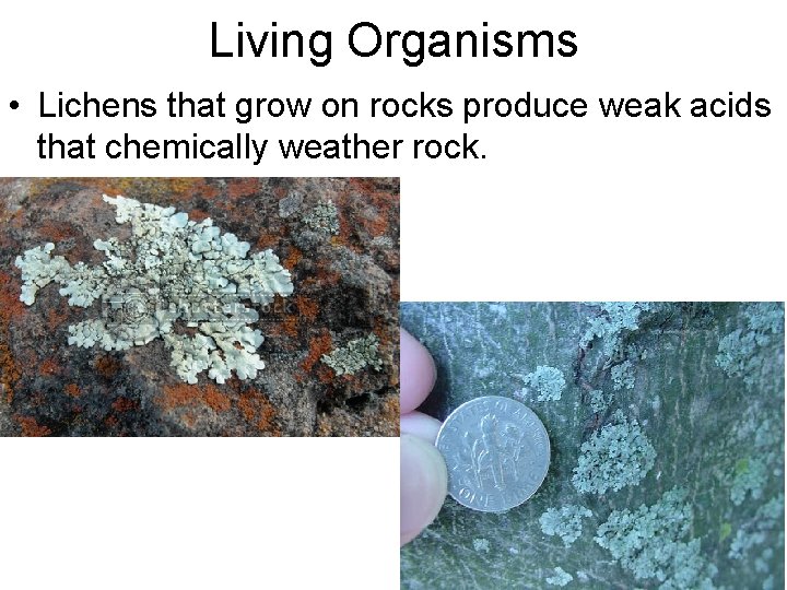 Living Organisms • Lichens that grow on rocks produce weak acids that chemically weather
