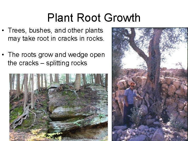 Plant Root Growth • Trees, bushes, and other plants may take root in cracks