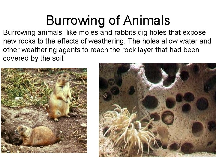 Burrowing of Animals Burrowing animals, like moles and rabbits dig holes that expose new