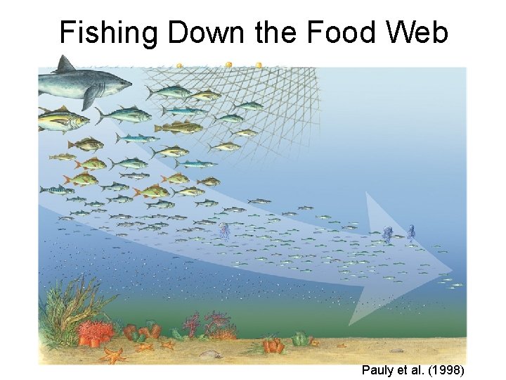 Fishing Down the Food Web Pauly et al. (1998) 