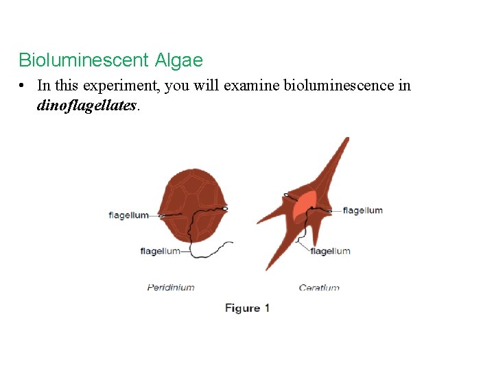 Bioluminescent Algae • In this experiment, you will examine bioluminescence in dinoflagellates. 