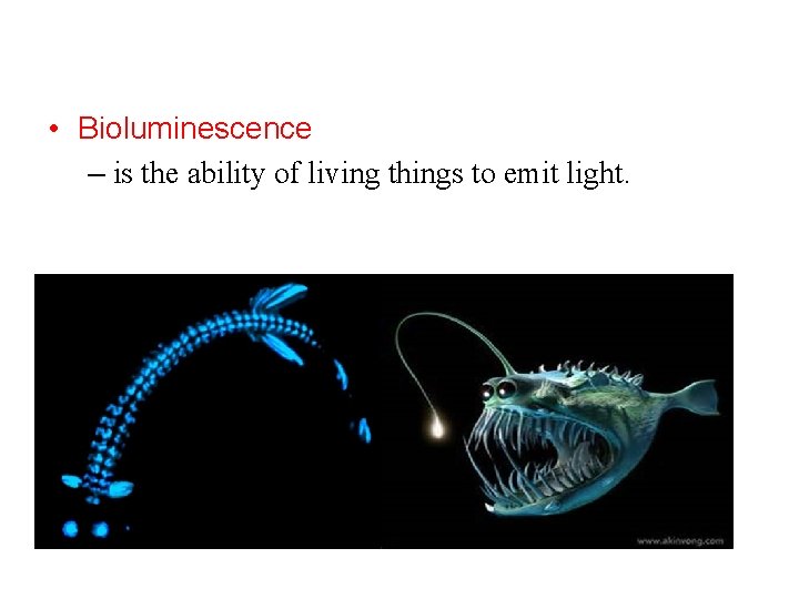  • Bioluminescence – is the ability of living things to emit light. 