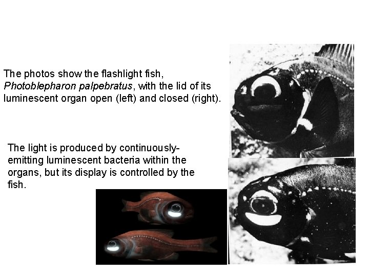 The photos show the flashlight fish, Photoblepharon palpebratus, with the lid of its luminescent