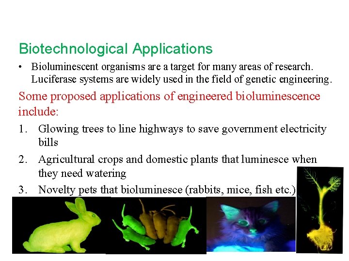 Biotechnological Applications • Bioluminescent organisms are a target for many areas of research. Luciferase