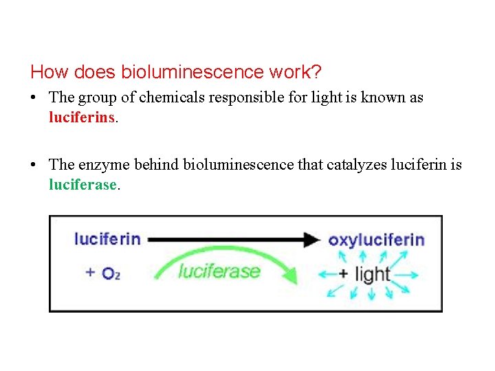 How does bioluminescence work? • The group of chemicals responsible for light is known