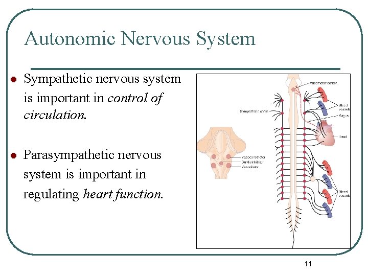 Autonomic Nervous System l Sympathetic nervous system is important in control of circulation. l