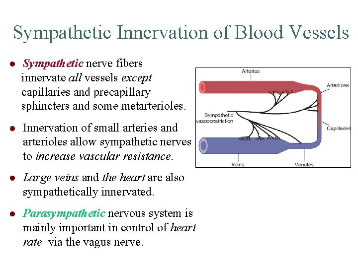 Sympathetic Innervation of Blood Vessels l Sympathetic nerve fibers innervate all vessels except capillaries