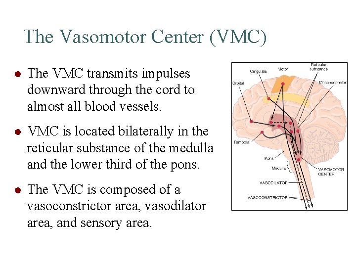 The Vasomotor Center (VMC) l The VMC transmits impulses downward through the cord to