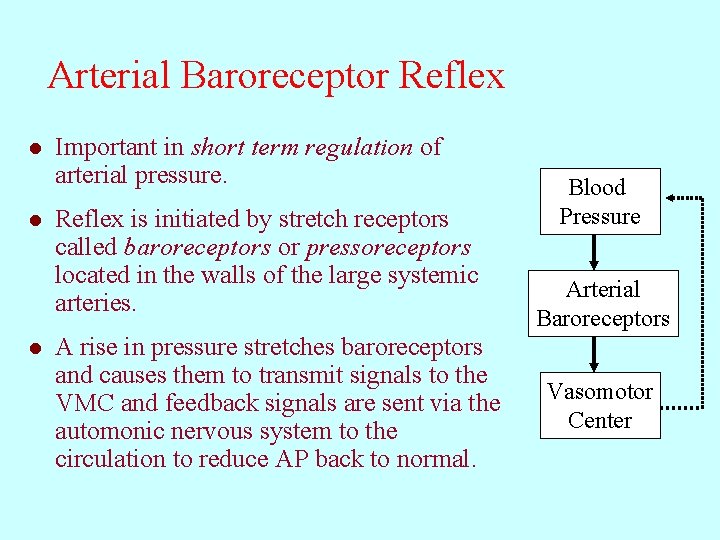 Arterial Baroreceptor Reflex l l l Important in short term regulation of arterial pressure.