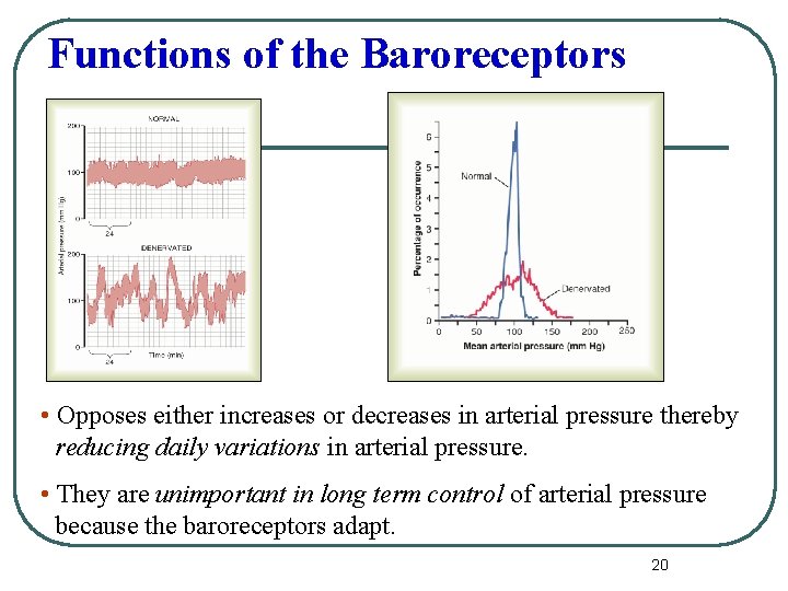 Functions of the Baroreceptors • Opposes either increases or decreases in arterial pressure thereby
