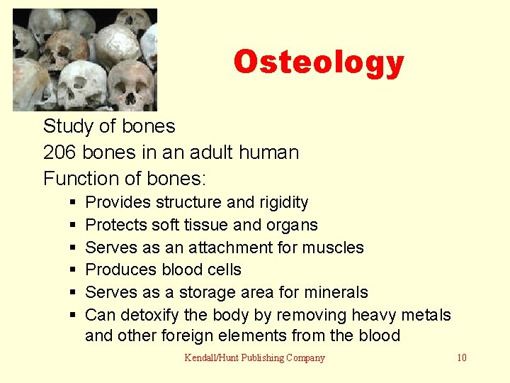 Osteology Study of bones 206 bones in an adult human Function of bones: §