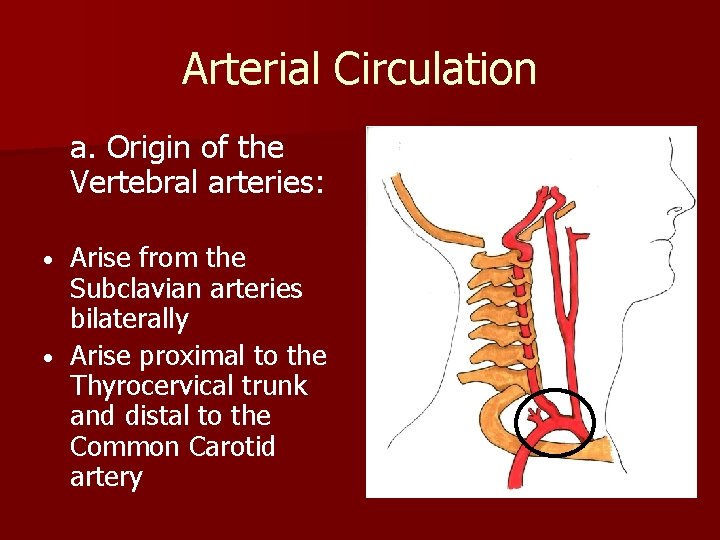 Arterial Circulation a. Origin of the Vertebral arteries: Arise from the Subclavian arteries bilaterally