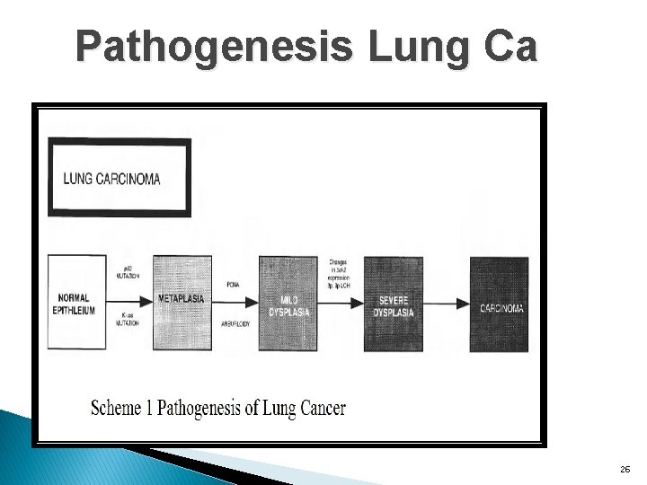 Pathogenesis Lung Ca 26 