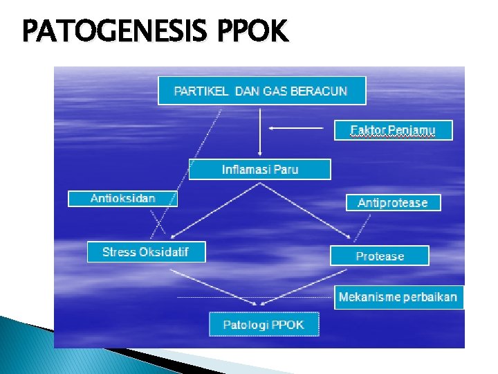 PATOGENESIS PPOK 9 