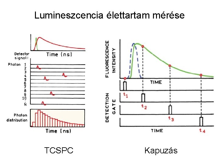 Lumineszcencia élettartam mérése TCSPC Kapuzás 