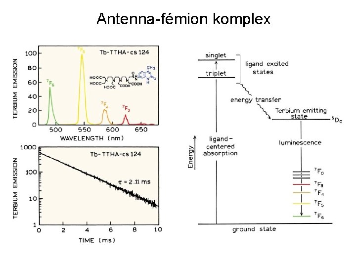 Antenna-fémion komplex 