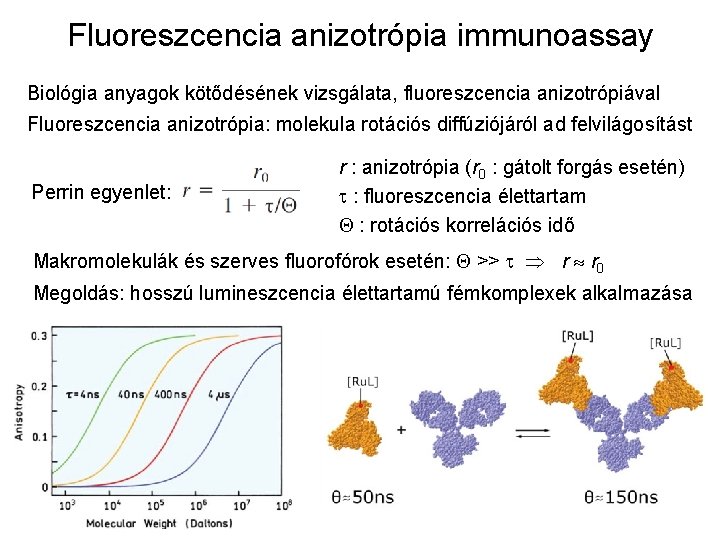 Fluoreszcencia anizotrópia immunoassay Biológia anyagok kötődésének vizsgálata, fluoreszcencia anizotrópiával Fluoreszcencia anizotrópia: molekula rotációs diffúziójáról