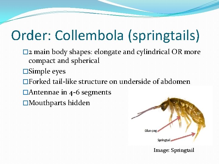 Order: Collembola (springtails) � 2 main body shapes: elongate and cylindrical OR more compact
