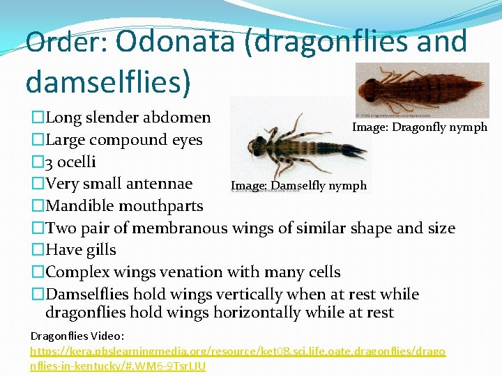 Order: Odonata (dragonflies and damselflies) �Long slender abdomen Image: Dragonfly nymph �Large compound eyes