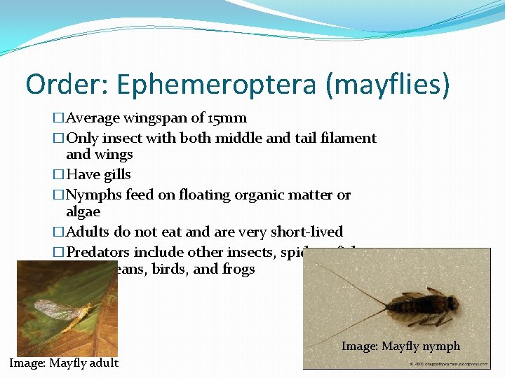 Order: Ephemeroptera (mayflies) �Average wingspan of 15 mm �Only insect with both middle and